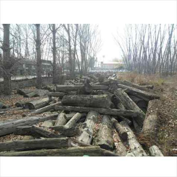 Forest depots sans timber